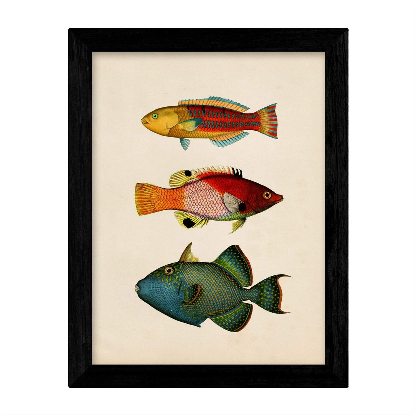 Set de 4 láminas de peces coloridos efecto vintage. Composicion de 11 peces diferentes, fondo papel antiguo vintage.-Artwork-Nacnic-Nacnic Estudio SL
