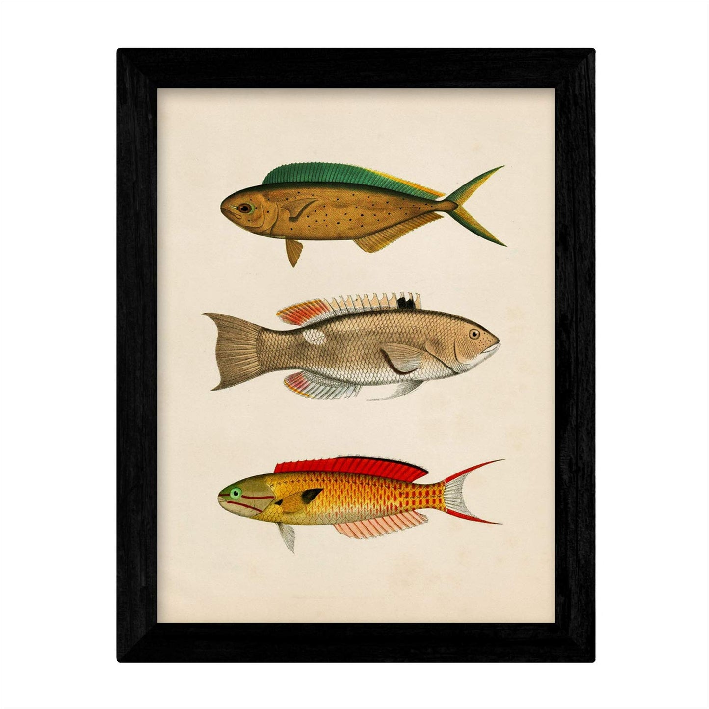 Set de 4 láminas de peces coloridos efecto vintage. Composicion de 11 peces diferentes, fondo papel antiguo vintage.-Artwork-Nacnic-Nacnic Estudio SL