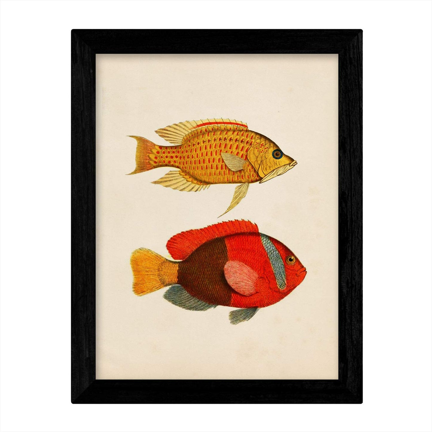 Set de 4 láminas de peces coloridos efecto vintage. Composicion de 11 peces diferentes, fondo papel antiguo vintage.-Artwork-Nacnic-Nacnic Estudio SL