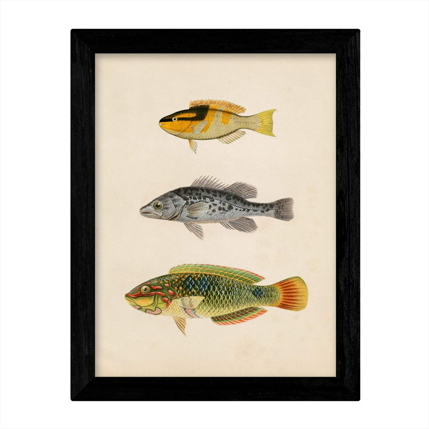 Set de 4 láminas de peces coloridos efecto vintage. Composicion de 11 peces diferentes, fondo papel antiguo vintage.-Artwork-Nacnic-Nacnic Estudio SL