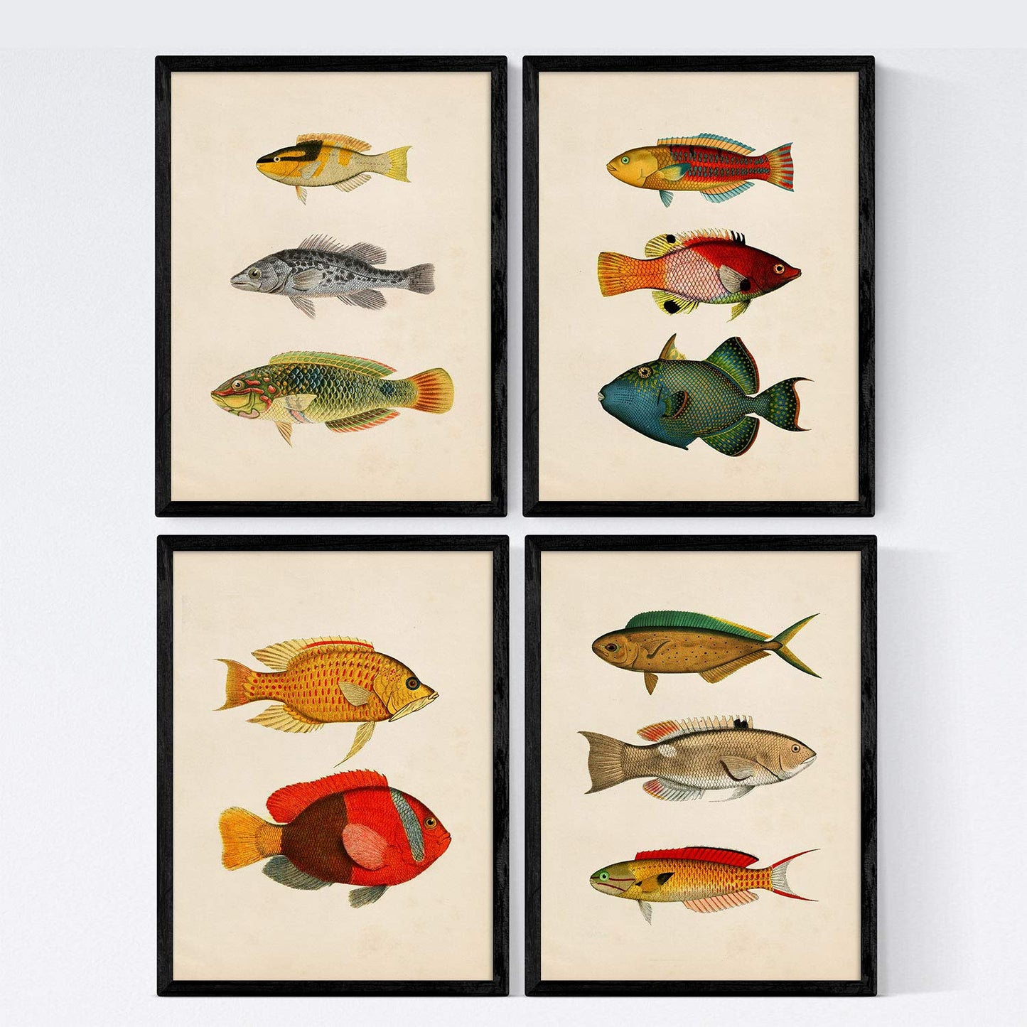 Set de 4 láminas de peces coloridos efecto vintage. Composicion de 11 peces diferentes, fondo papel antiguo vintage.-Artwork-Nacnic-Nacnic Estudio SL