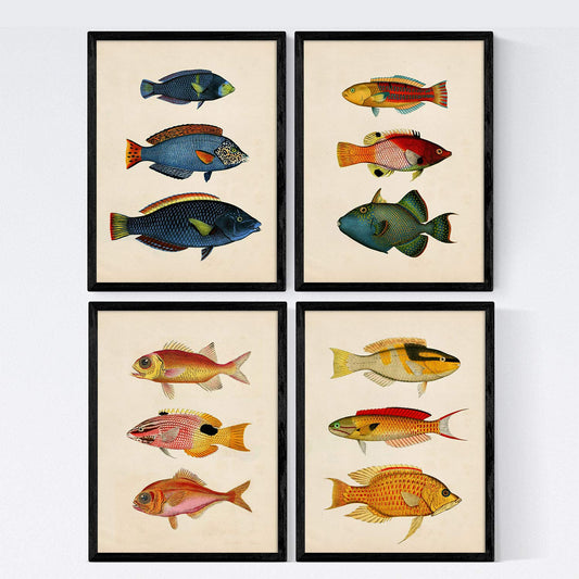 Set de 4 láminas de peces coloridos efecto vintage. Composicion de 12 peces diferentes, fondo papel antiguo vintage.-Artwork-Nacnic-Nacnic Estudio SL