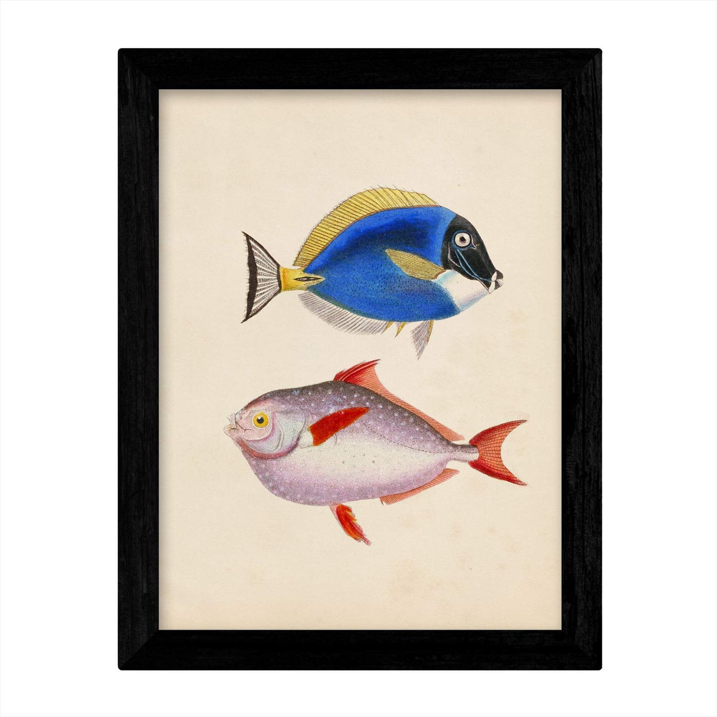 Set de 4 láminas de peces coloridos efecto vintage. Composicion de 8 peces diferentes, fondo papel antiguo vintage-Artwork-Nacnic-Nacnic Estudio SL
