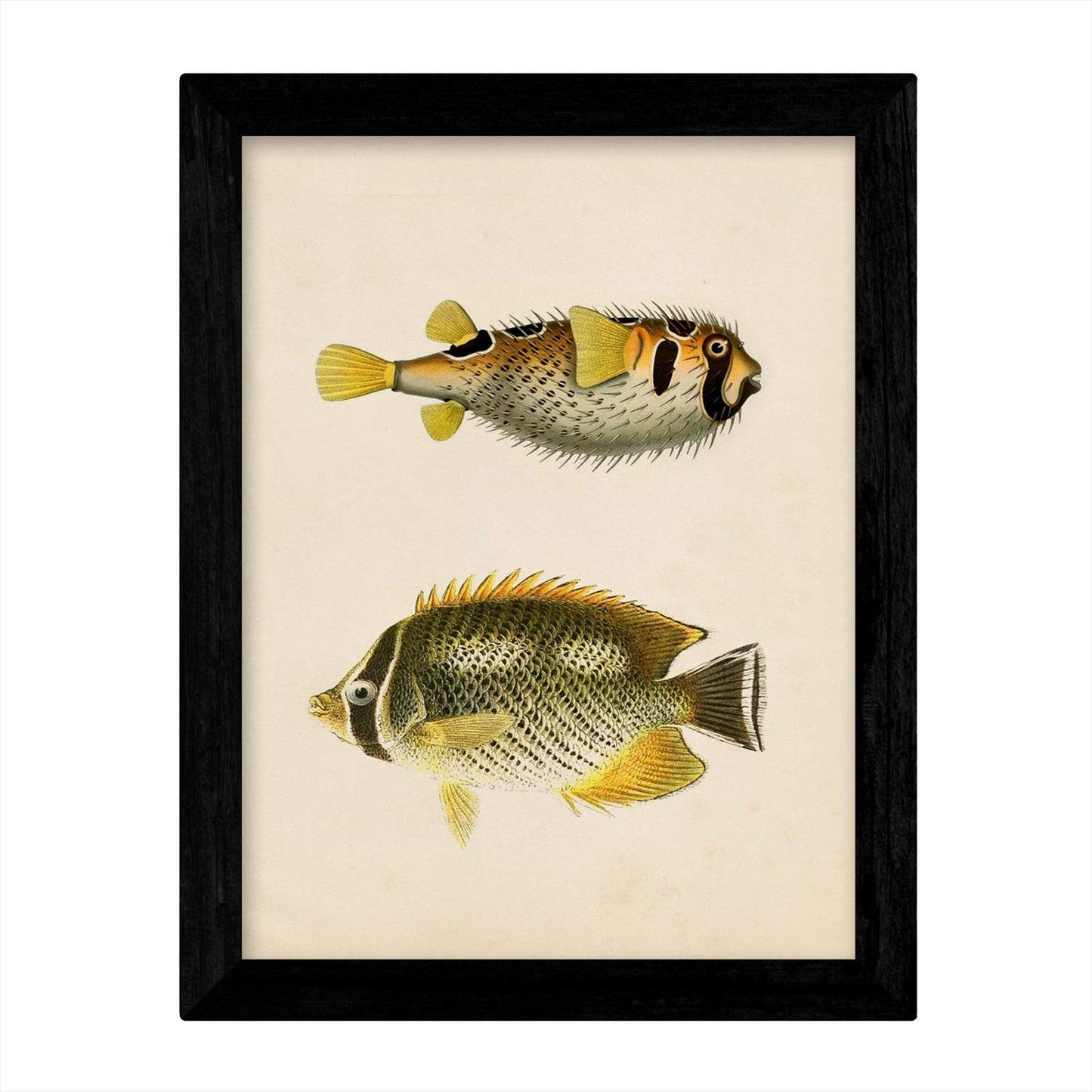 Set de 4 láminas de peces coloridos efecto vintage. Java. Composicion de 9 peces diferentes, fondo papel antiguo vintage. .-Artwork-Nacnic-Nacnic Estudio SL