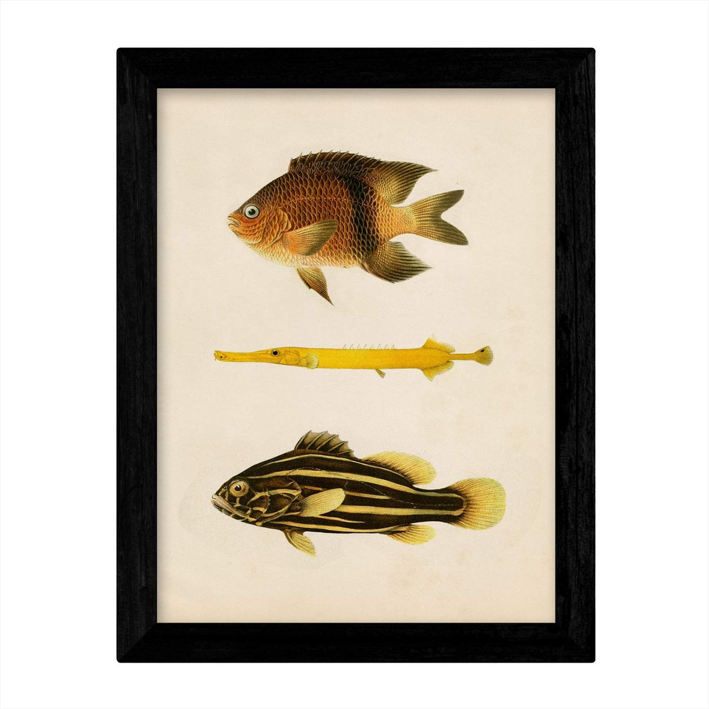 Set de 4 láminas de peces coloridos efecto vintage. Java. Composicion de 9 peces diferentes, fondo papel antiguo vintage. .-Artwork-Nacnic-Nacnic Estudio SL