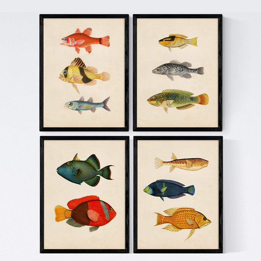 Set de 4 láminas de peces coloridos. Mediterraneo. Composicion de 11 peces diferentes, fondo papel antiguo vintage.-Artwork-Nacnic-Nacnic Estudio SL