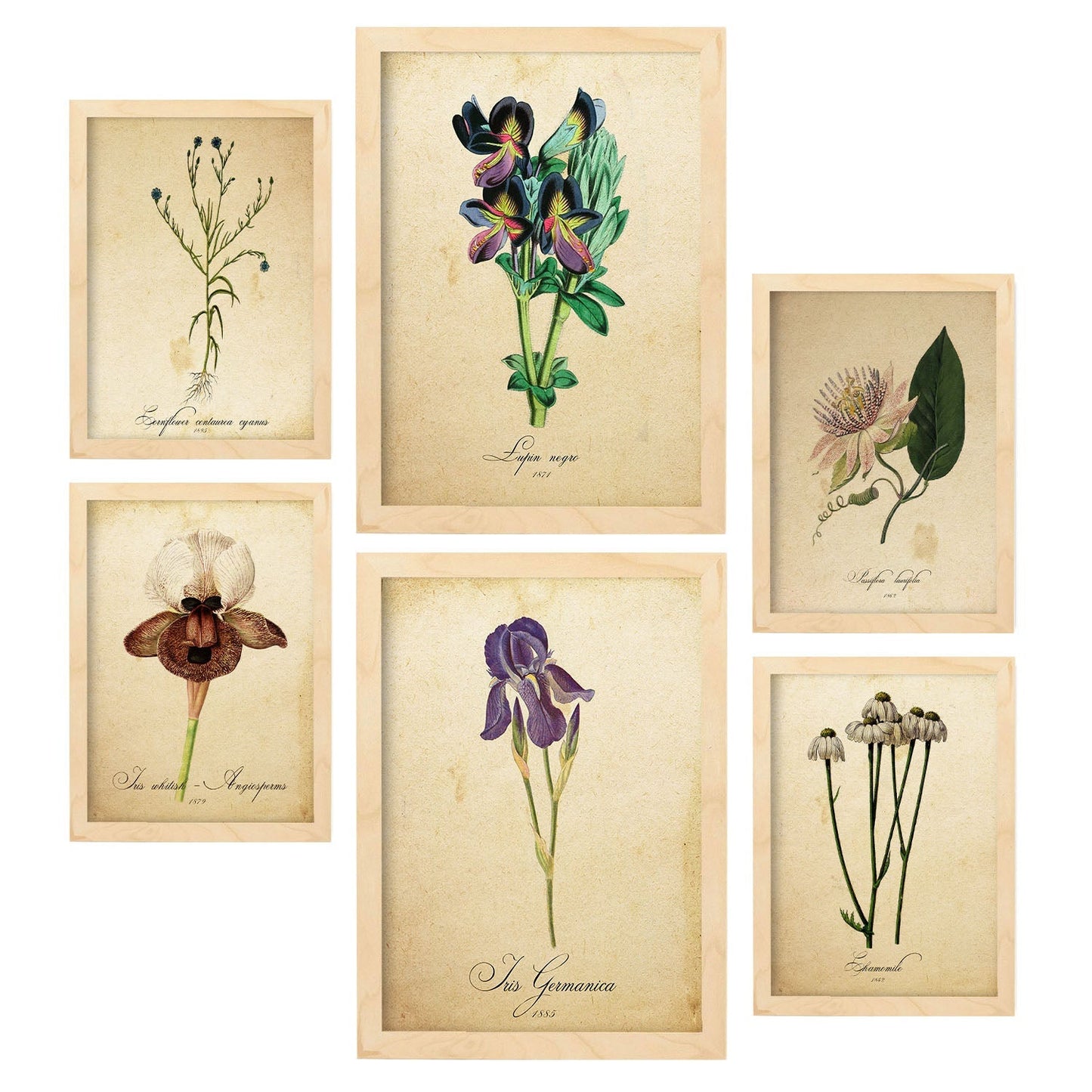 Set de 6 posters de Flores vintage. Colección de láminas con estética collage para la Tamaños A3 y A4. .-Artwork-Nacnic-Marco Madera clara-Nacnic Estudio SL