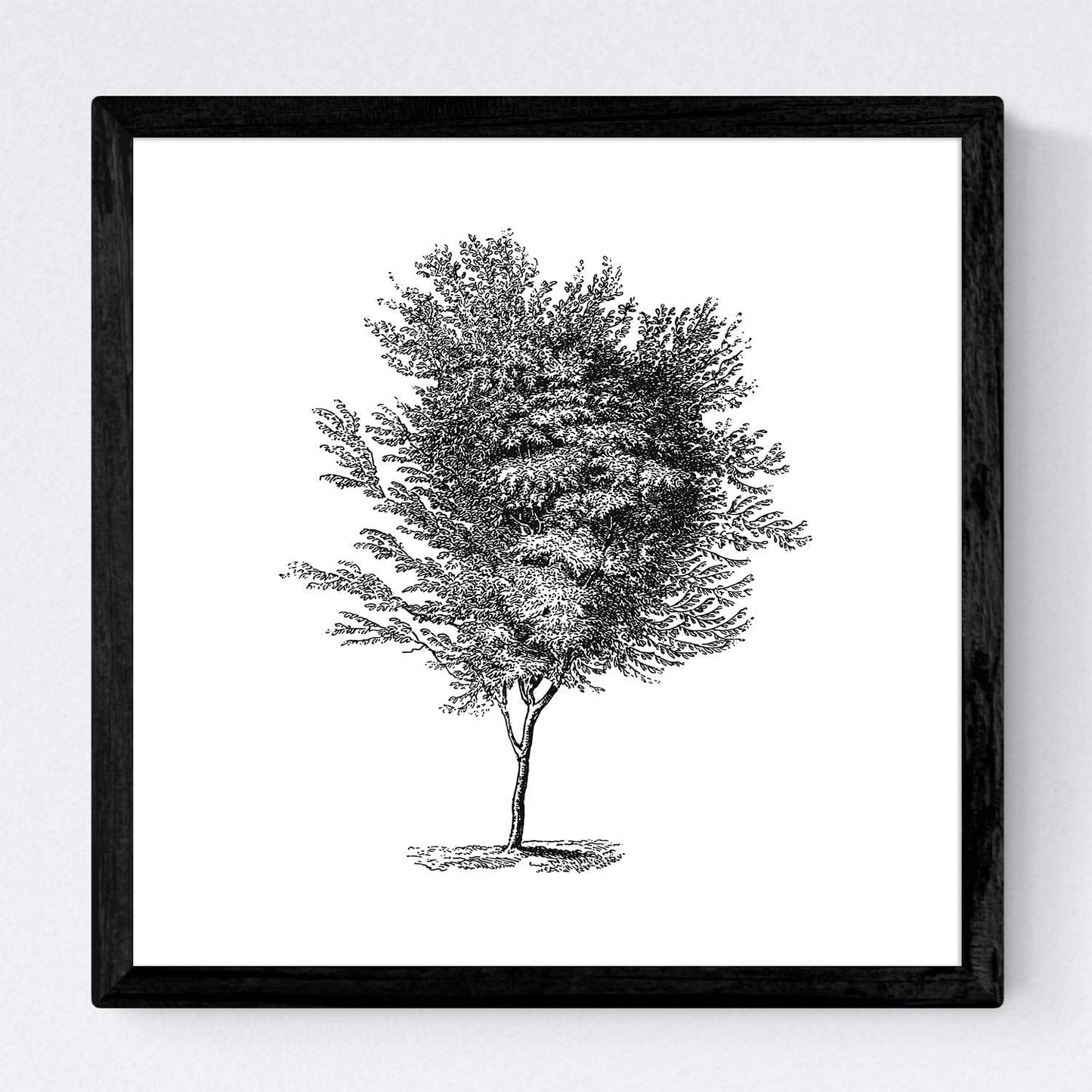 Set de cuatro láminas de arboles. Arboleda en cm, fondo blanco .-Artwork-Nacnic-Nacnic Estudio SL