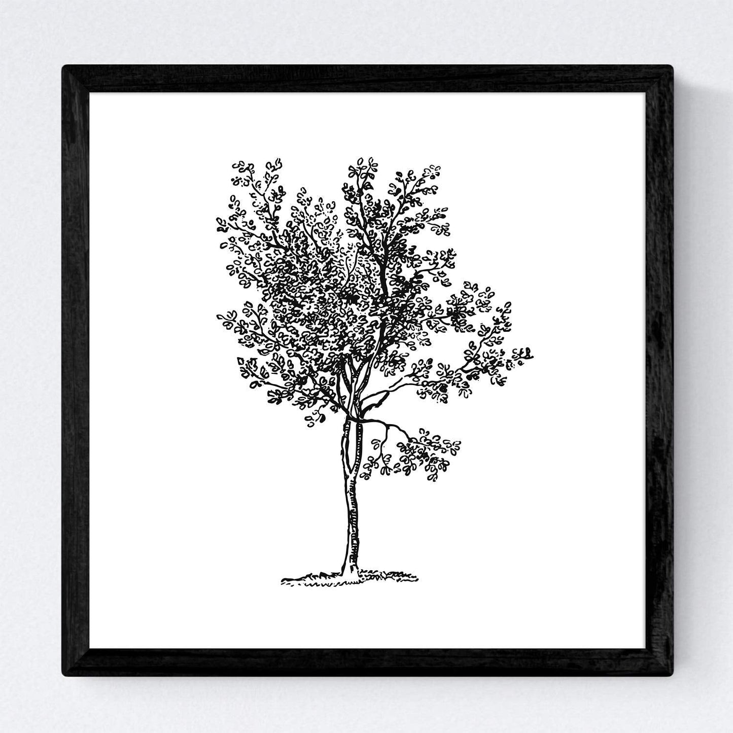 Set de cuatro láminas de arboles. Arboleda en cm, fondo blanco .-Artwork-Nacnic-Nacnic Estudio SL