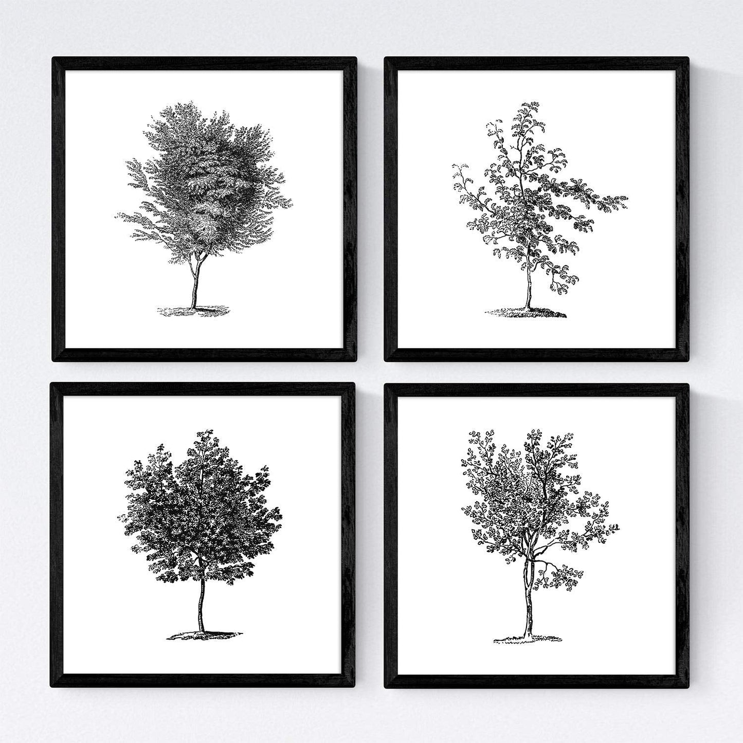 Set de cuatro láminas de arboles. Arboleda en cm, fondo blanco .-Artwork-Nacnic-Nacnic Estudio SL