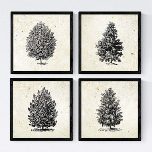 Set de cuatro láminas de arboles. Arboles altos en cm, fondo papel antiguo vintage .-Artwork-Nacnic-Nacnic Estudio SL