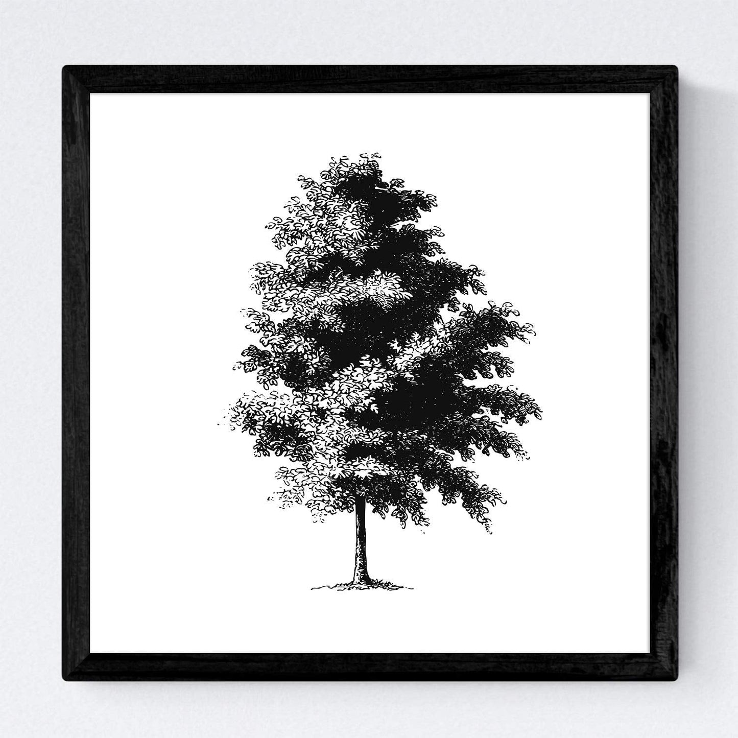 Set de cuatro láminas de arboles. Arboles corteza fina en cm, fondo blanco .-Artwork-Nacnic-Nacnic Estudio SL