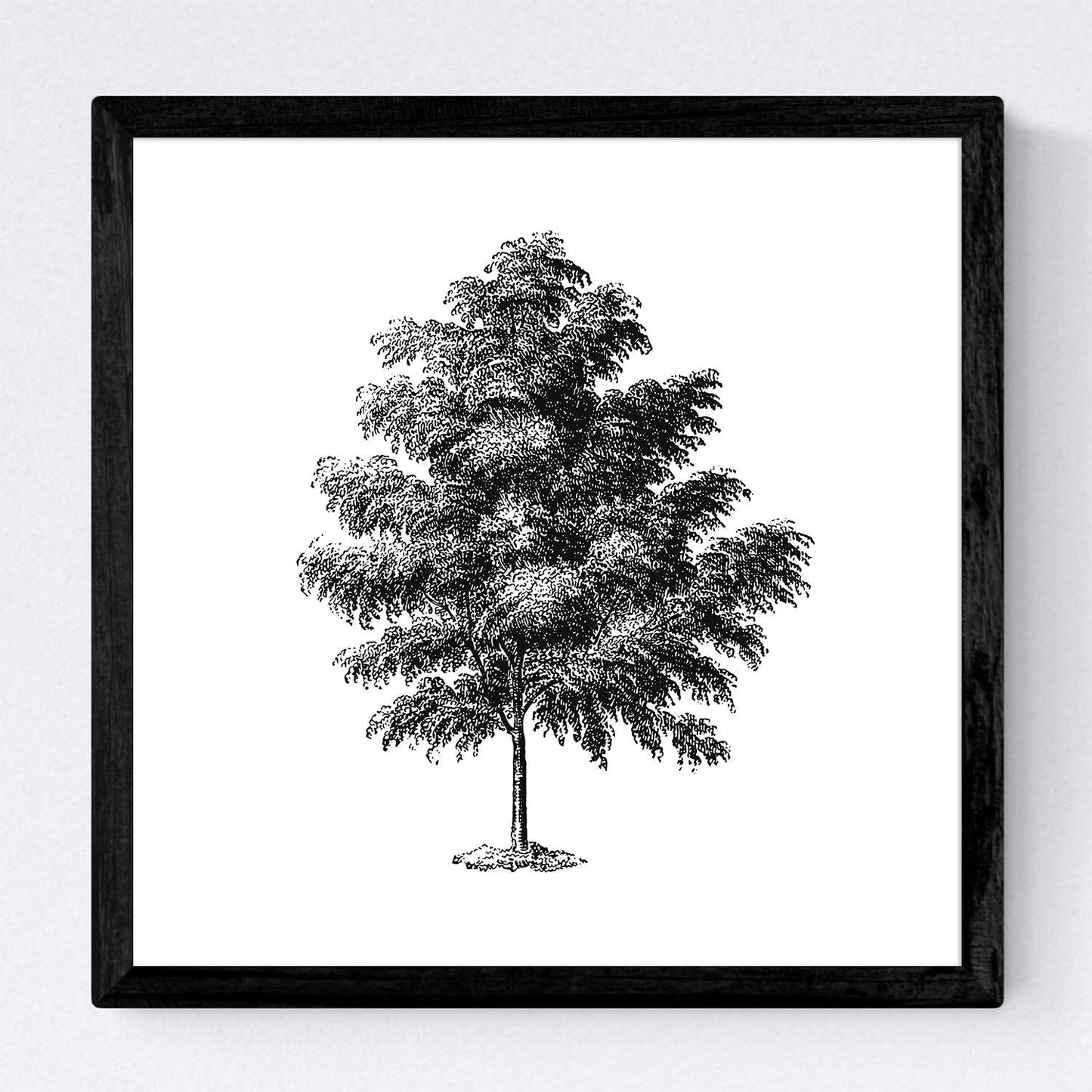 Set de cuatro láminas de arboles. Arboles corteza fina en cm, fondo blanco .-Artwork-Nacnic-Nacnic Estudio SL