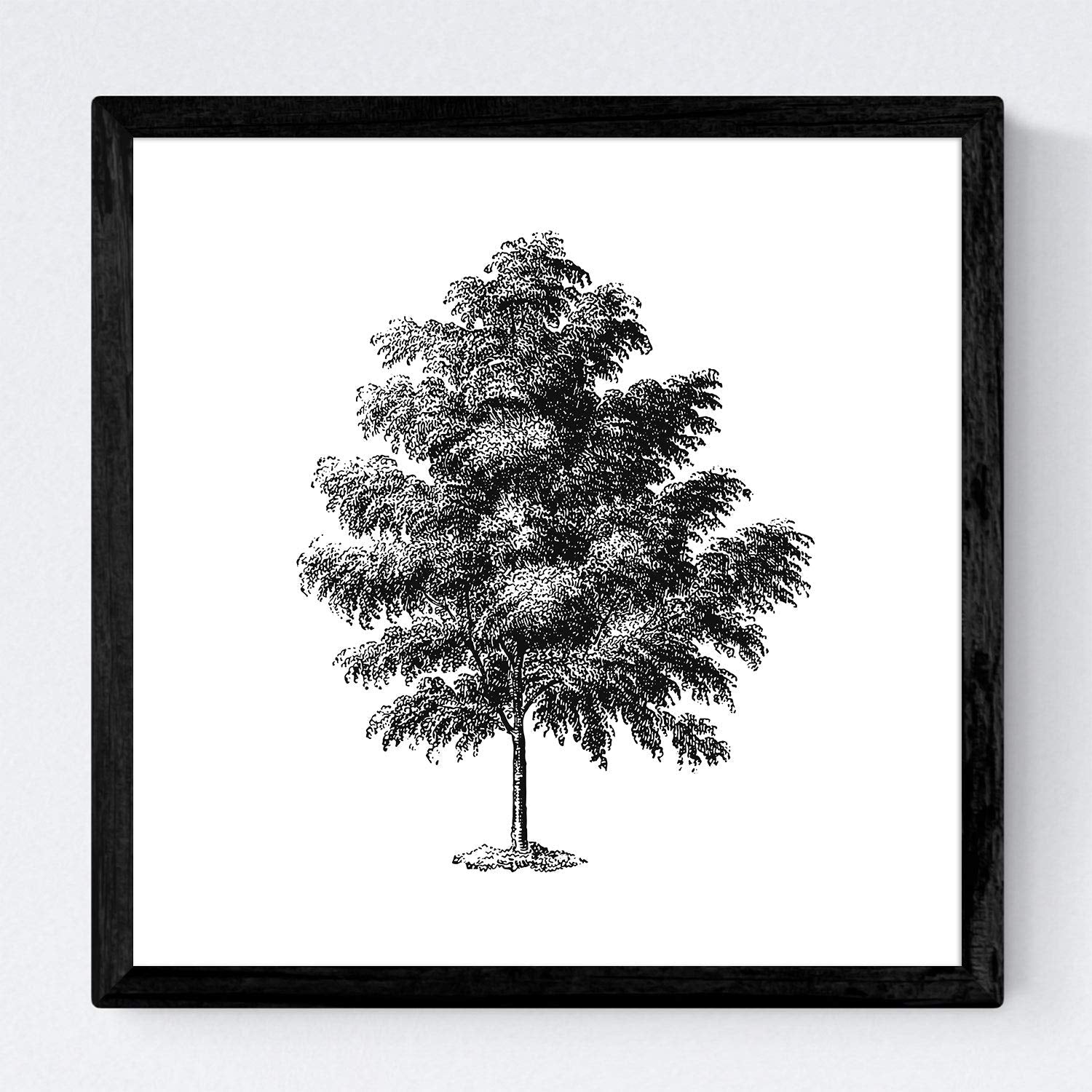 Set de cuatro láminas de arboles. Arboles corteza fina en cm, fondo blanco .-Artwork-Nacnic-Nacnic Estudio SL