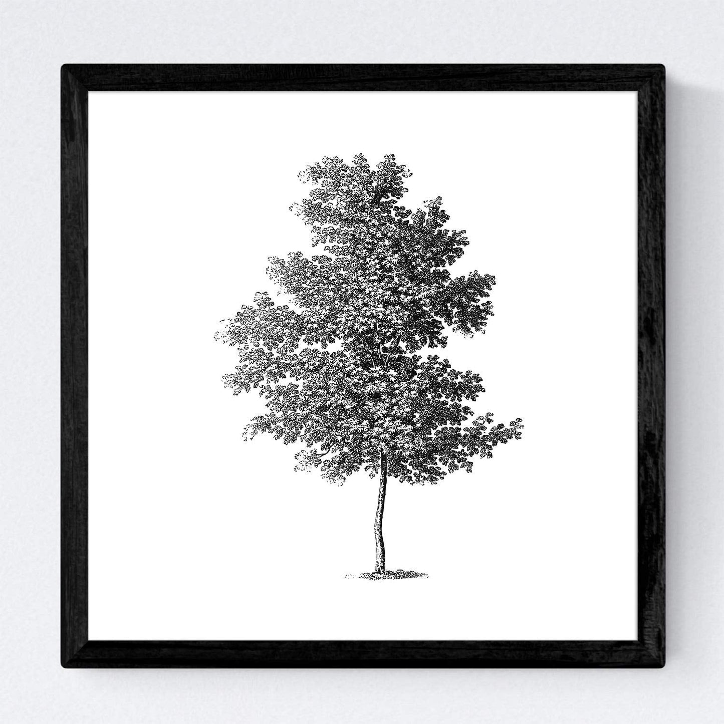 Set de cuatro láminas de arboles. Arboles corteza fina en cm, fondo blanco .-Artwork-Nacnic-Nacnic Estudio SL