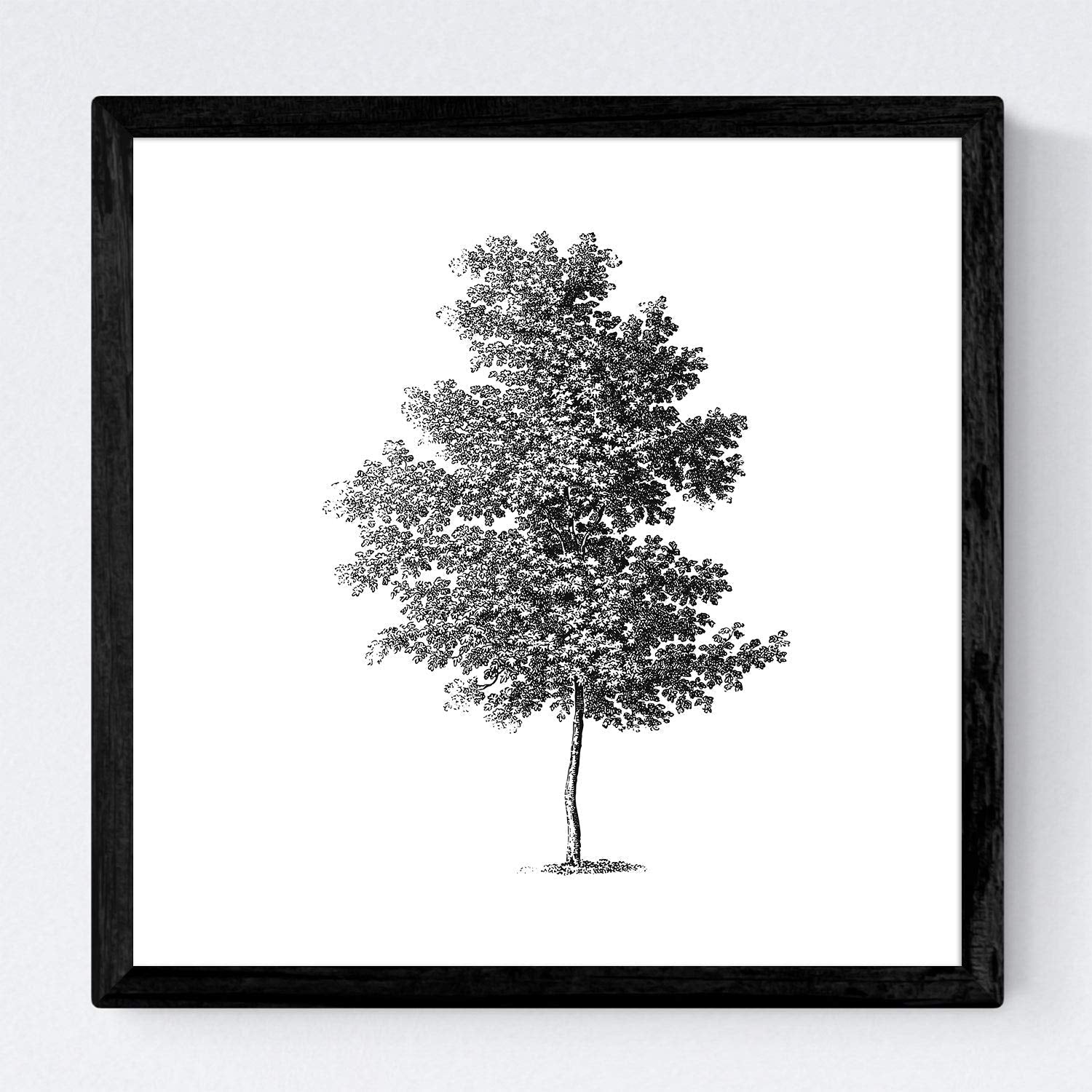 Set de cuatro láminas de arboles. Arboles corteza fina en cm, fondo blanco .-Artwork-Nacnic-Nacnic Estudio SL