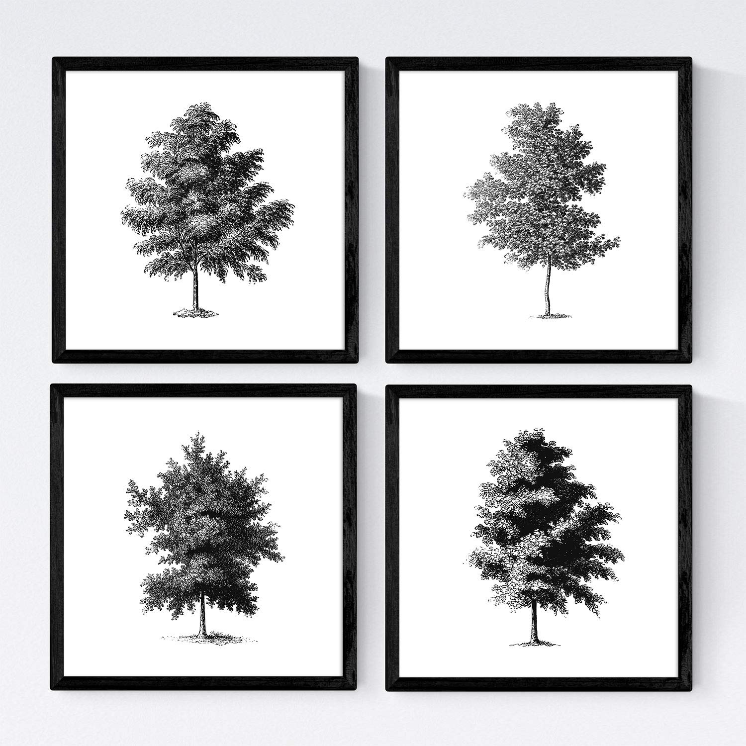 Set de cuatro láminas de arboles. Arboles corteza fina en cm, fondo blanco .-Artwork-Nacnic-Nacnic Estudio SL