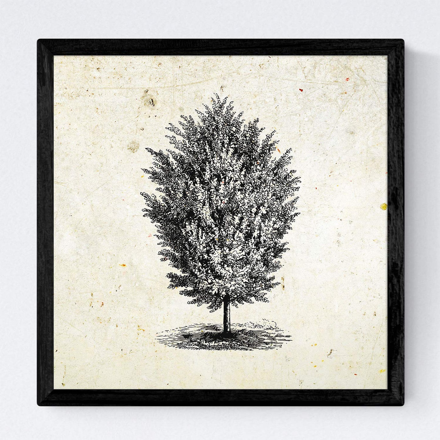 Set de cuatro láminas de arboles. Arboles del mundo en cm, fondo papel antiguo vintage .-Artwork-Nacnic-Nacnic Estudio SL