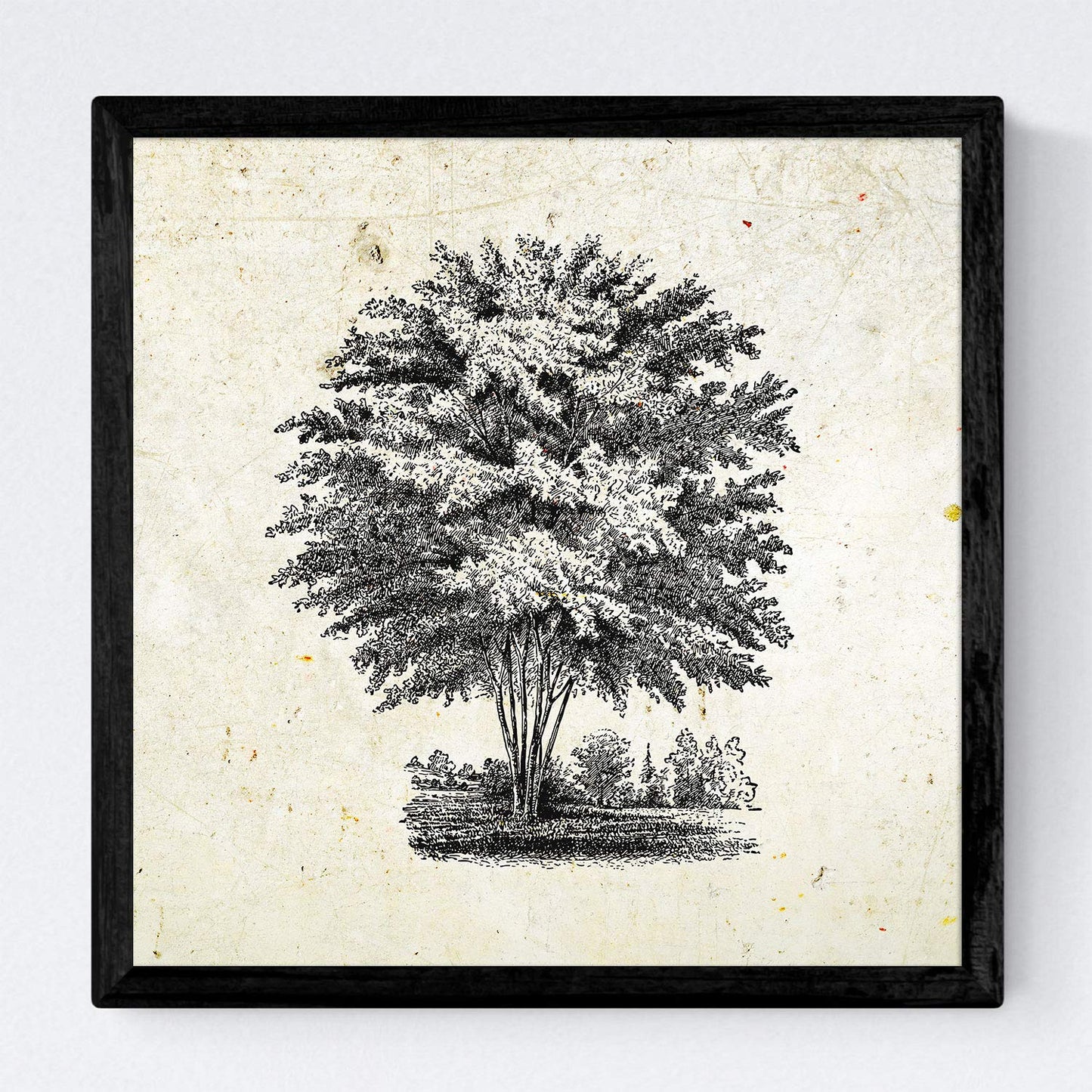 Set de cuatro láminas de arboles. Arboles del mundo en cm, fondo papel antiguo vintage .-Artwork-Nacnic-Nacnic Estudio SL