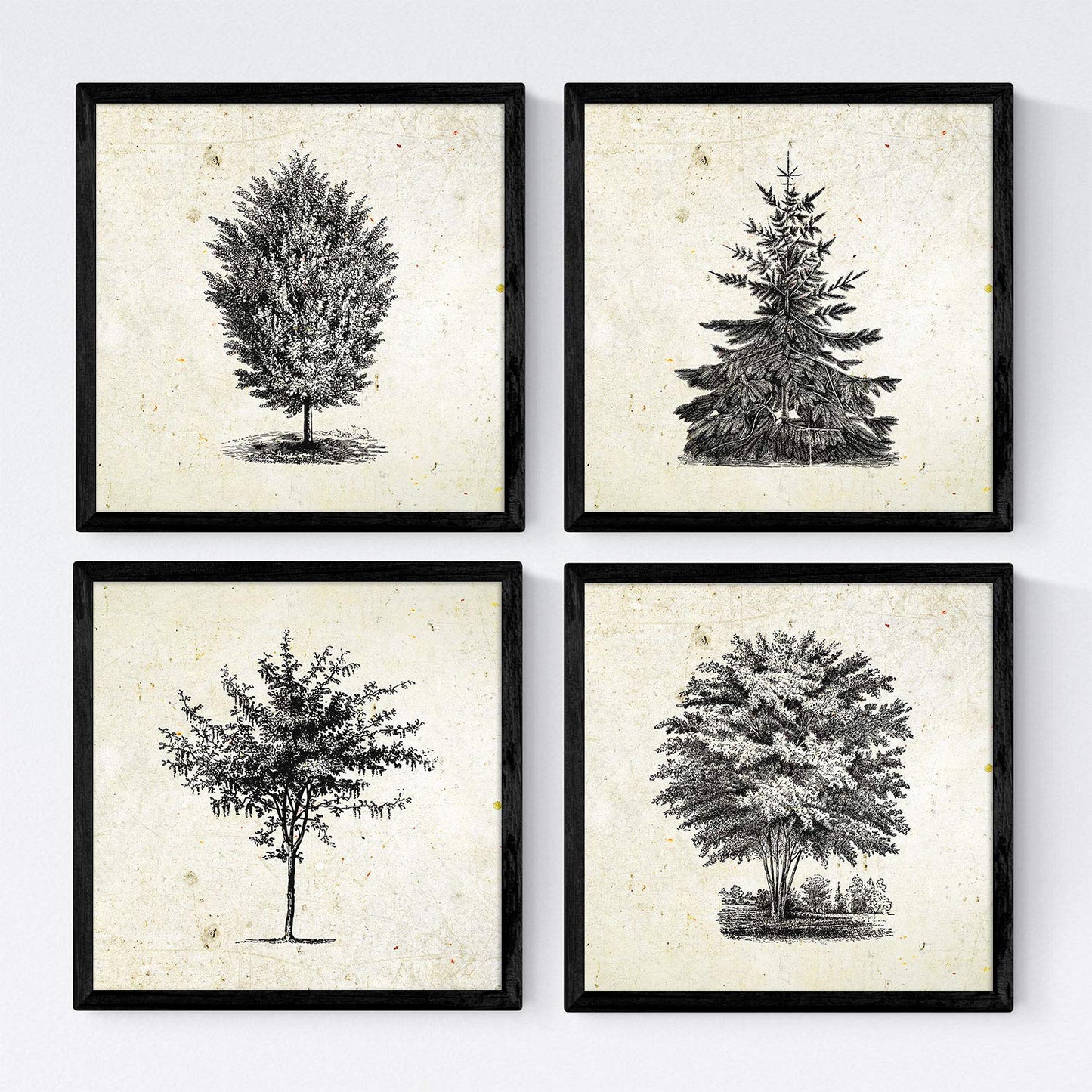 Set de cuatro láminas de arboles. Arboles del mundo en cm, fondo papel antiguo vintage .-Artwork-Nacnic-Nacnic Estudio SL