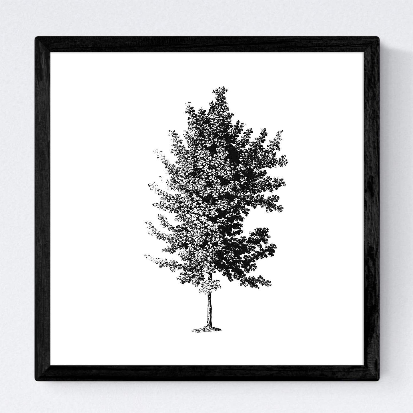 Set de cuatro láminas de arboles. Arboles diferente estructura en cm, fondo blanco.-Artwork-Nacnic-Nacnic Estudio SL