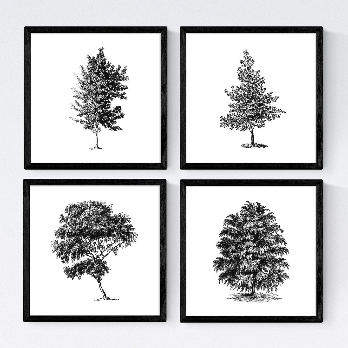 Set de cuatro láminas de arboles. Arboles diferente estructura en cm, fondo blanco.-Artwork-Nacnic-Nacnic Estudio SL