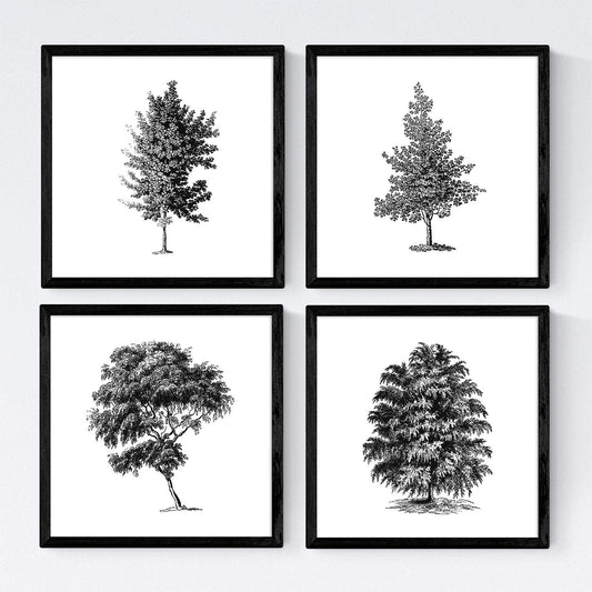 Set de cuatro láminas de arboles. Arboles diferente estructura en cm, fondo blanco.-Artwork-Nacnic-Nacnic Estudio SL