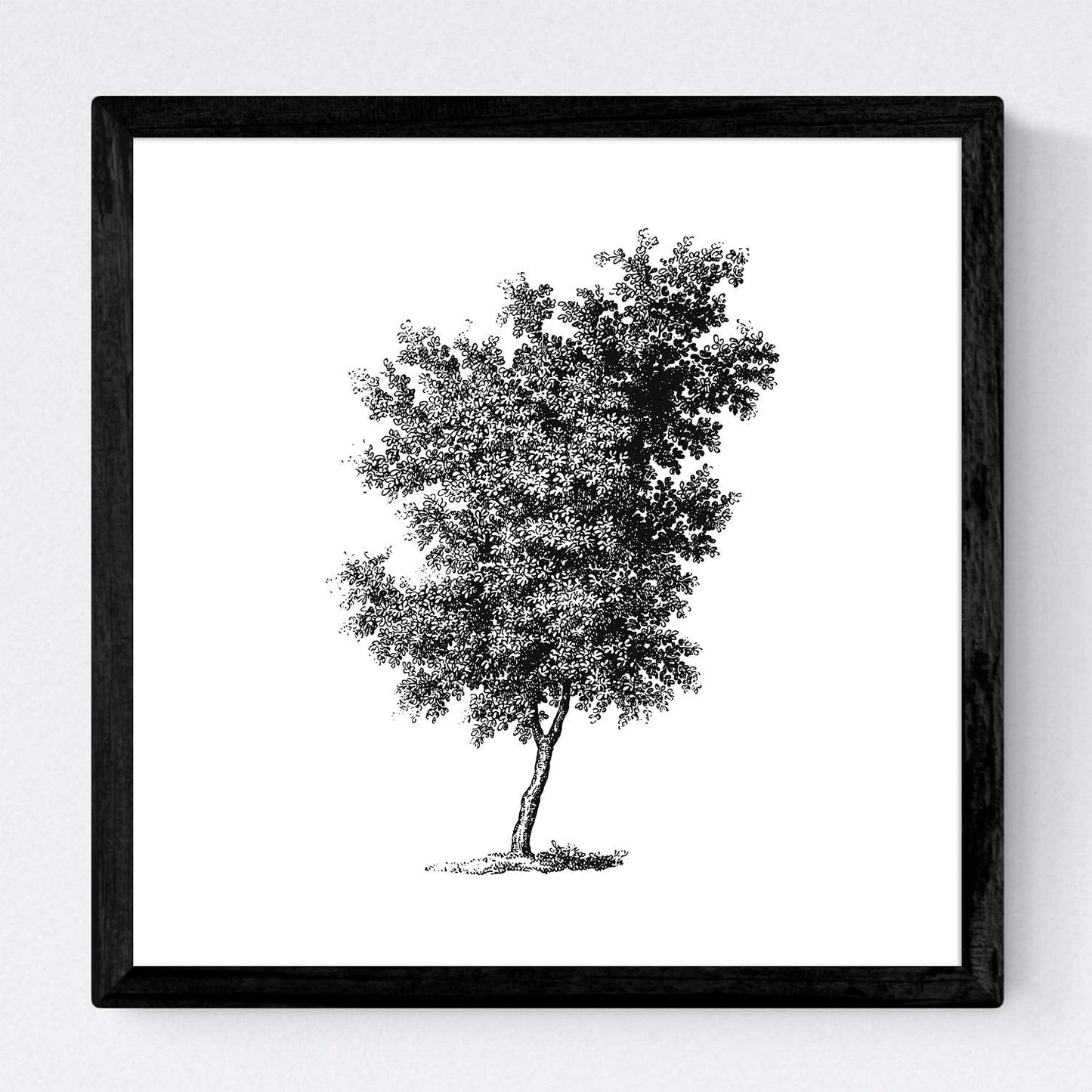 Set de cuatro láminas de arboles. Arboles diferentes direcciones en cm, fondo blanco.-Artwork-Nacnic-Nacnic Estudio SL
