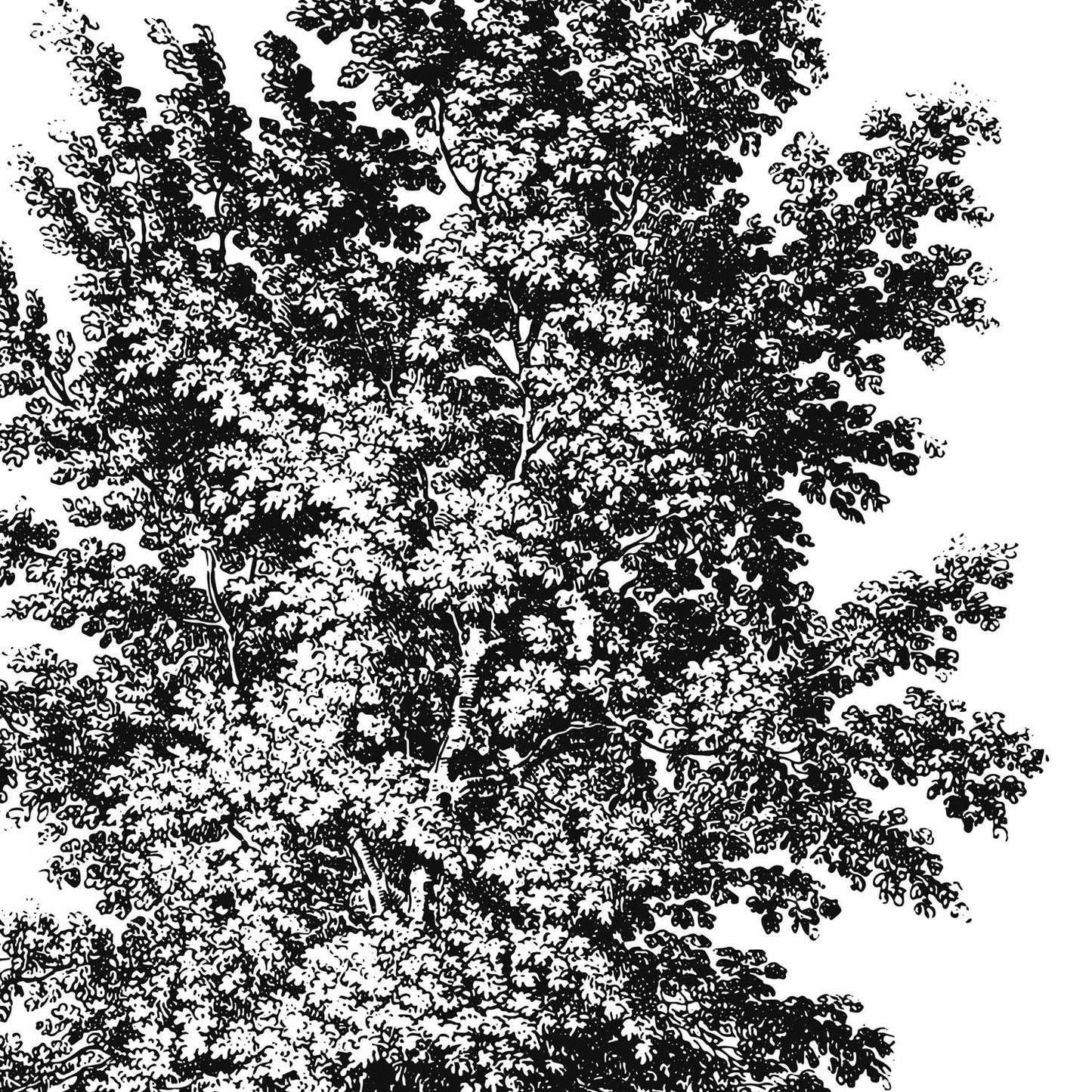 Set de cuatro láminas de arboles. Arboles diferentes direcciones en cm, fondo blanco.-Artwork-Nacnic-Nacnic Estudio SL