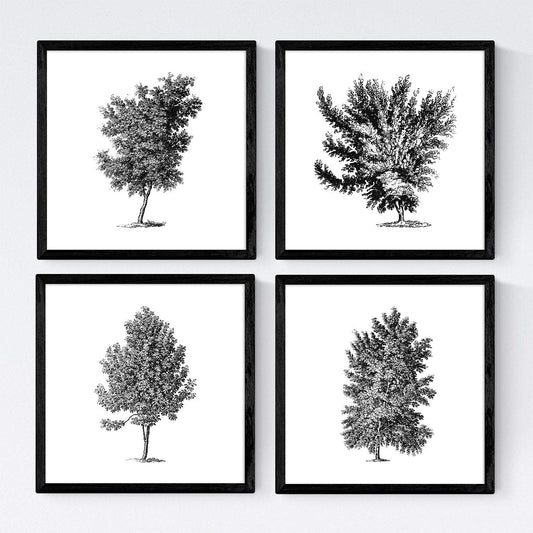 Set de cuatro láminas de arboles. Arboles diferentes direcciones en cm, fondo blanco.-Artwork-Nacnic-Nacnic Estudio SL