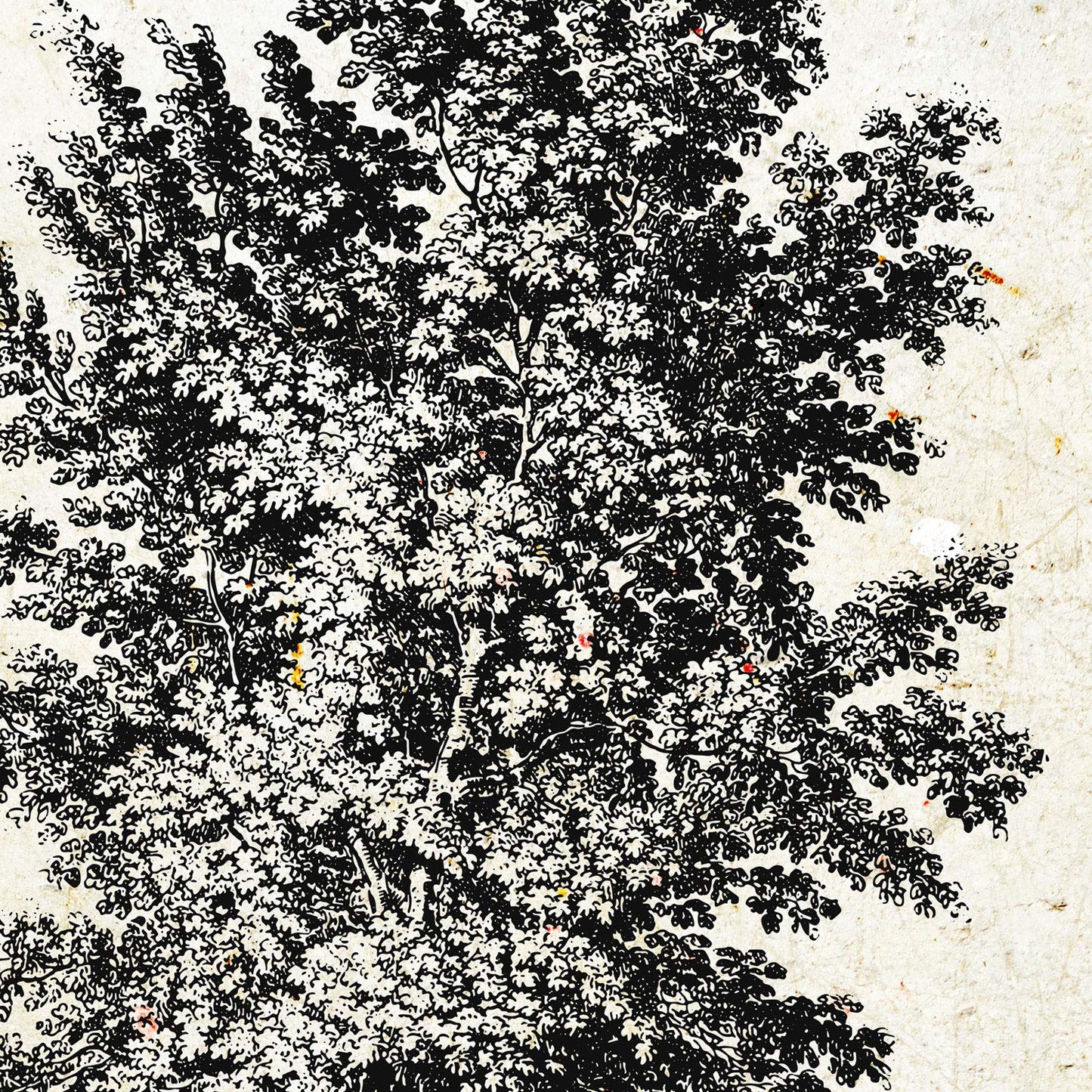 Set de cuatro láminas de arboles. Arboles diferentes direcciones en cm, fondo papel antiguo vintage.-Artwork-Nacnic-Nacnic Estudio SL