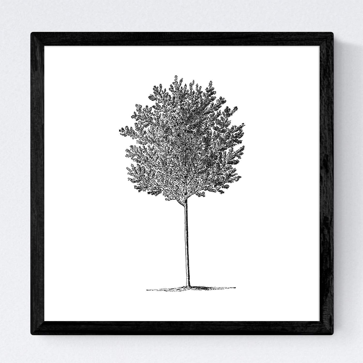 Set de cuatro láminas de arboles. Arboles diferentes en cm, fondo blanco .-Artwork-Nacnic-Nacnic Estudio SL