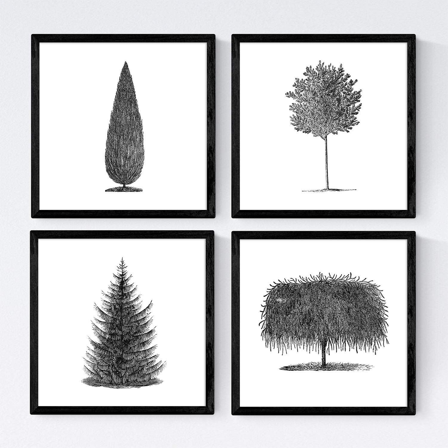 Set de cuatro láminas de arboles. Arboles diferentes en cm, fondo blanco .-Artwork-Nacnic-Nacnic Estudio SL