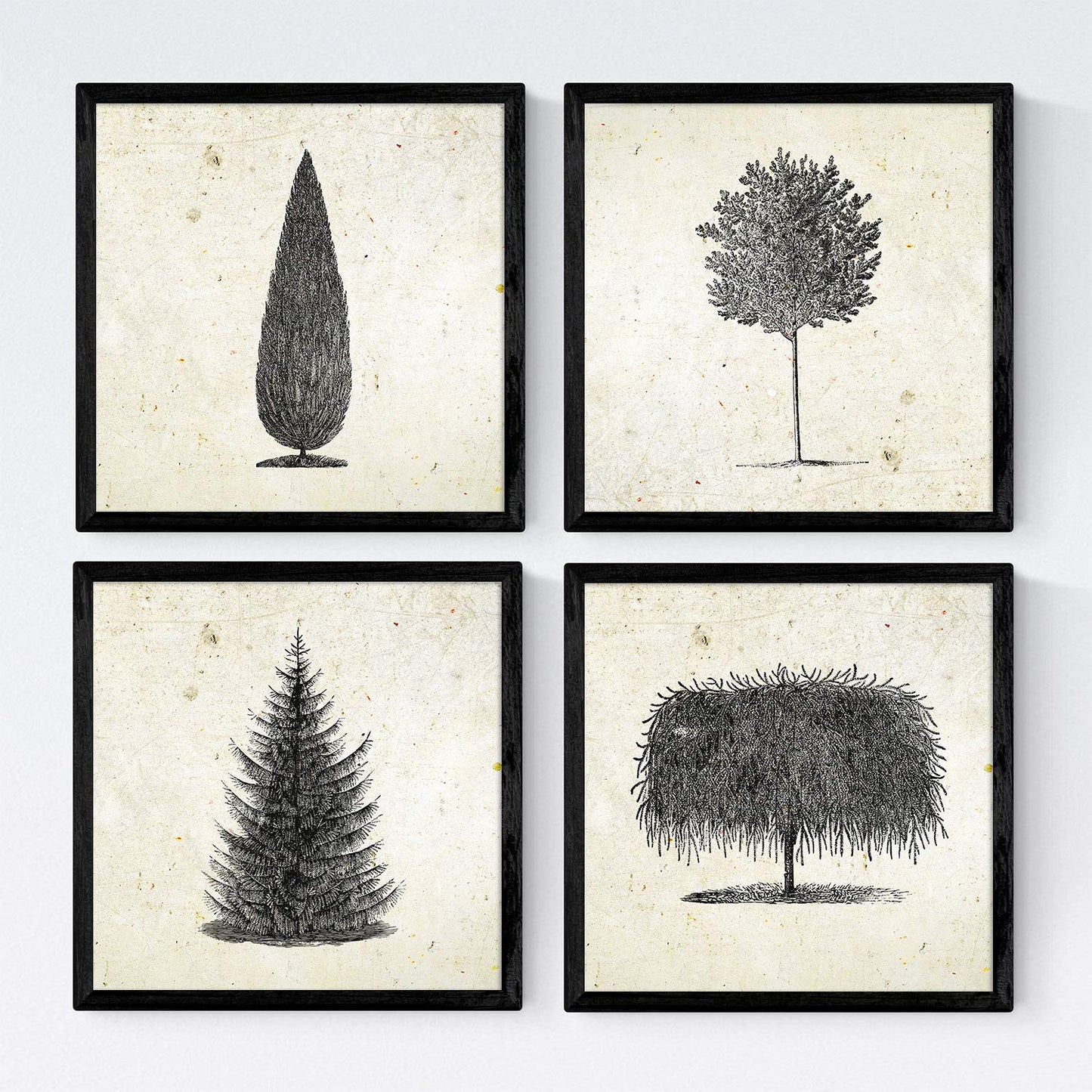 Set de cuatro láminas de arboles. Arboles diferentes en cm, fondo papel antiguo vintage.-Artwork-Nacnic-Nacnic Estudio SL