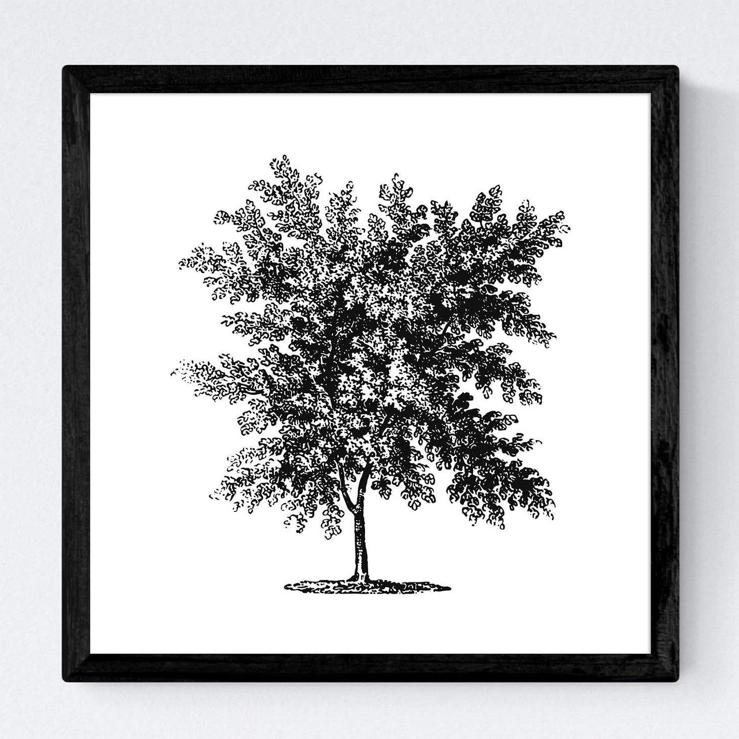 Set de cuatro láminas de arboles. Arboles frondosos en cm, fondo blanco .-Artwork-Nacnic-Nacnic Estudio SL