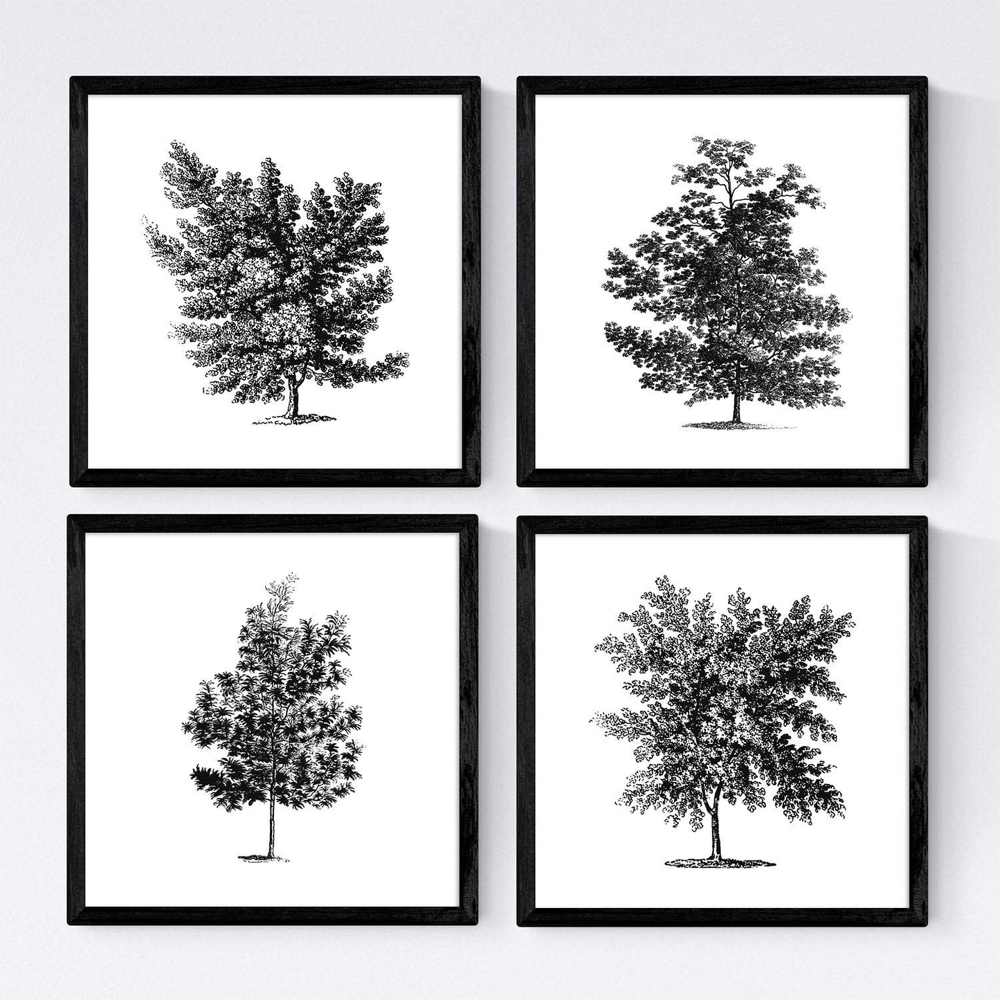 Set de cuatro láminas de arboles. Arboles frondosos en cm, fondo blanco .-Artwork-Nacnic-Nacnic Estudio SL