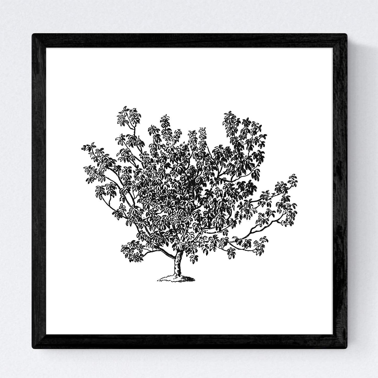 Set de cuatro láminas de arboles. Arboles frutales en cm, fondo blanco.-Artwork-Nacnic-Nacnic Estudio SL