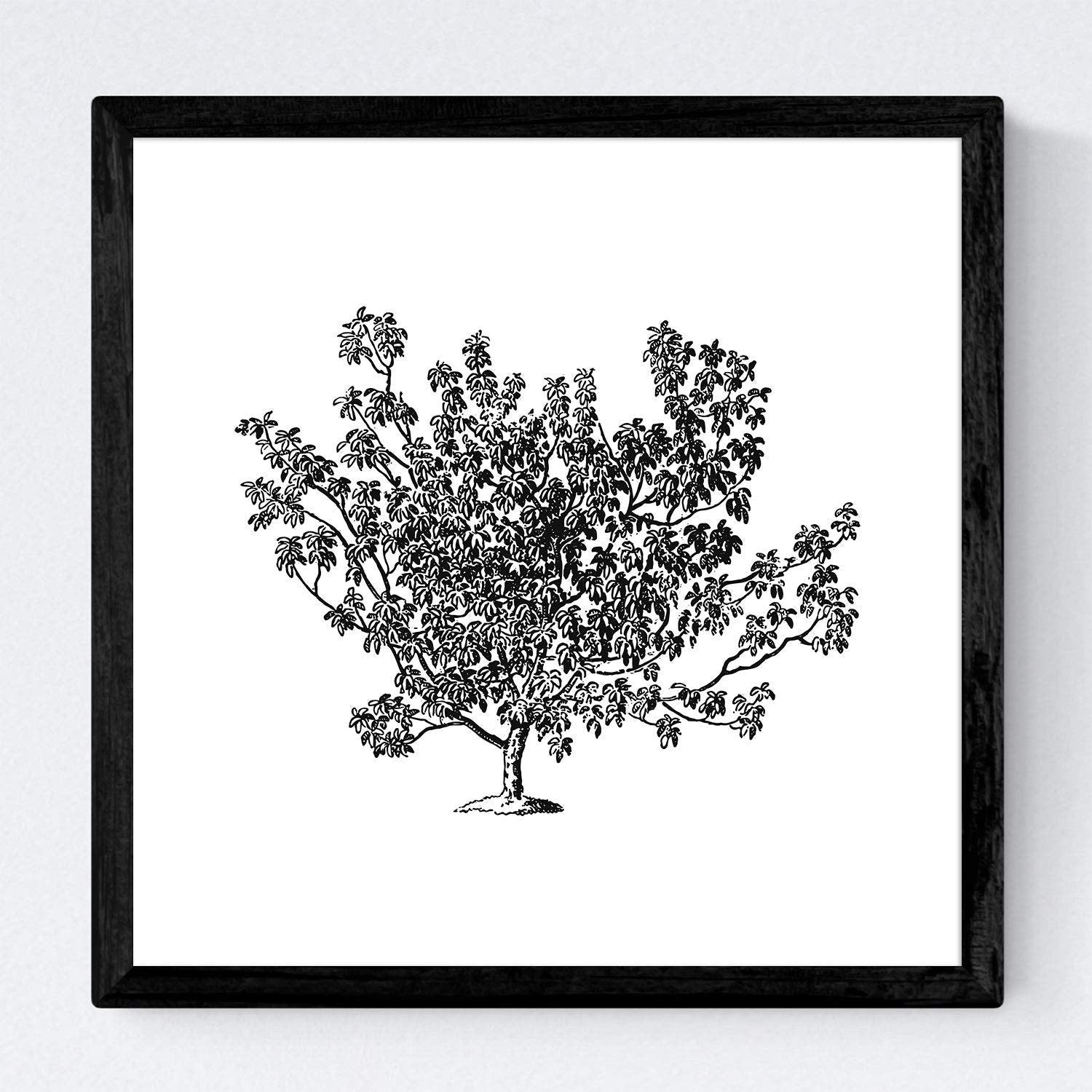 Set de cuatro láminas de arboles. Arboles frutales en cm, fondo blanco.-Artwork-Nacnic-Nacnic Estudio SL