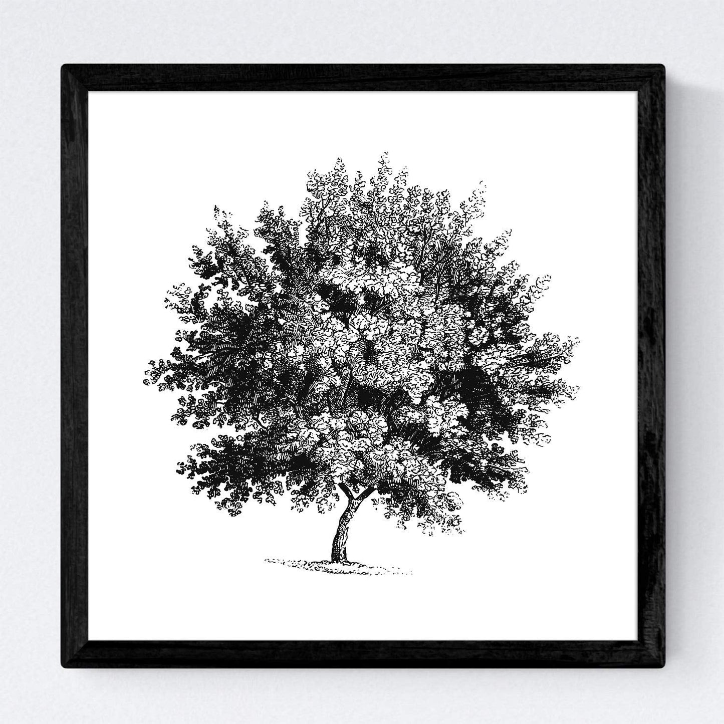 Set de cuatro láminas de arboles. Arboles hoja caduda y perenne en cm, fondo blanco.-Artwork-Nacnic-Nacnic Estudio SL