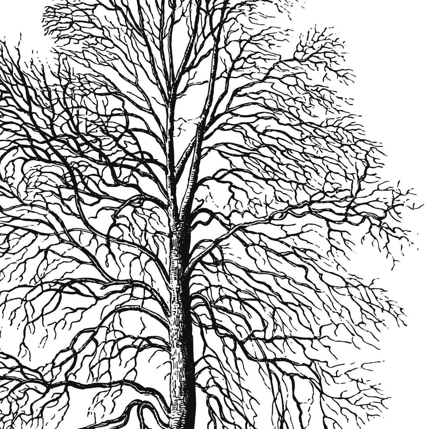 Set de cuatro láminas de arboles. Arboles hoja caduda y perenne en cm, fondo blanco.-Artwork-Nacnic-Nacnic Estudio SL