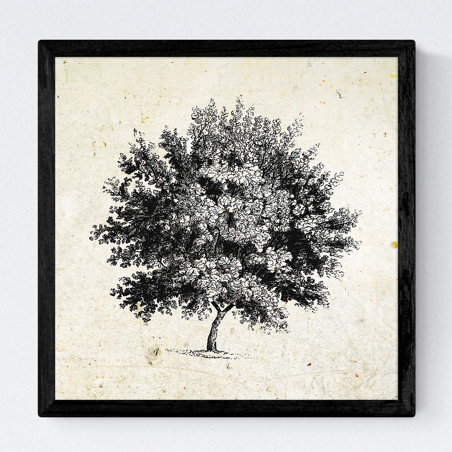 Set de cuatro láminas de arboles. Arboles hoja caduda y perenne en cm, fondo papel antiguo vintage .-Artwork-Nacnic-Nacnic Estudio SL