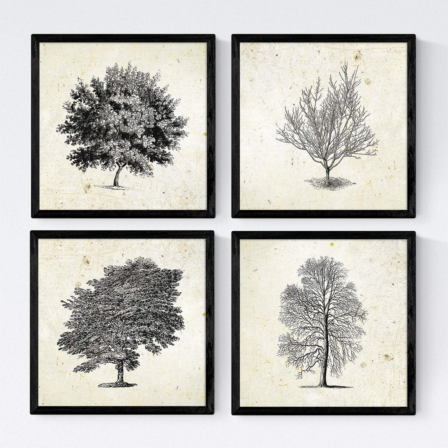 Set de cuatro láminas de arboles. Arboles hoja caduda y perenne en cm, fondo papel antiguo vintage .-Artwork-Nacnic-Nacnic Estudio SL