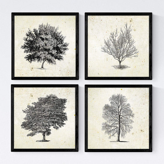 Set de cuatro láminas de arboles. Arboles hoja caduda y perenne en cm, fondo papel antiguo vintage .-Artwork-Nacnic-Nacnic Estudio SL