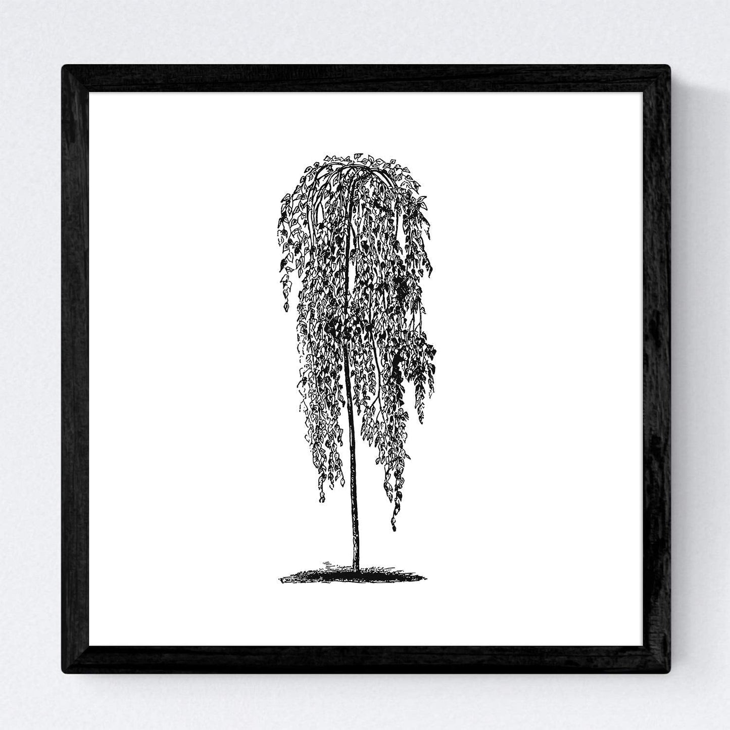 Set de cuatro láminas de arboles. Arboles hojas diferentes en cm, fondo blanco.-Artwork-Nacnic-Nacnic Estudio SL