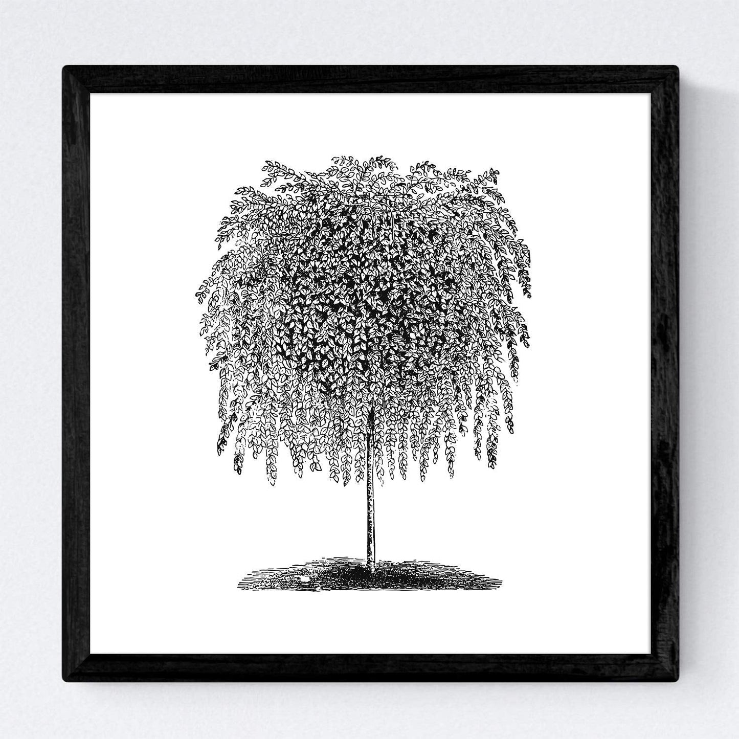 Set de cuatro láminas de arboles. Arboles hojas diferentes en cm, fondo blanco.-Artwork-Nacnic-Nacnic Estudio SL