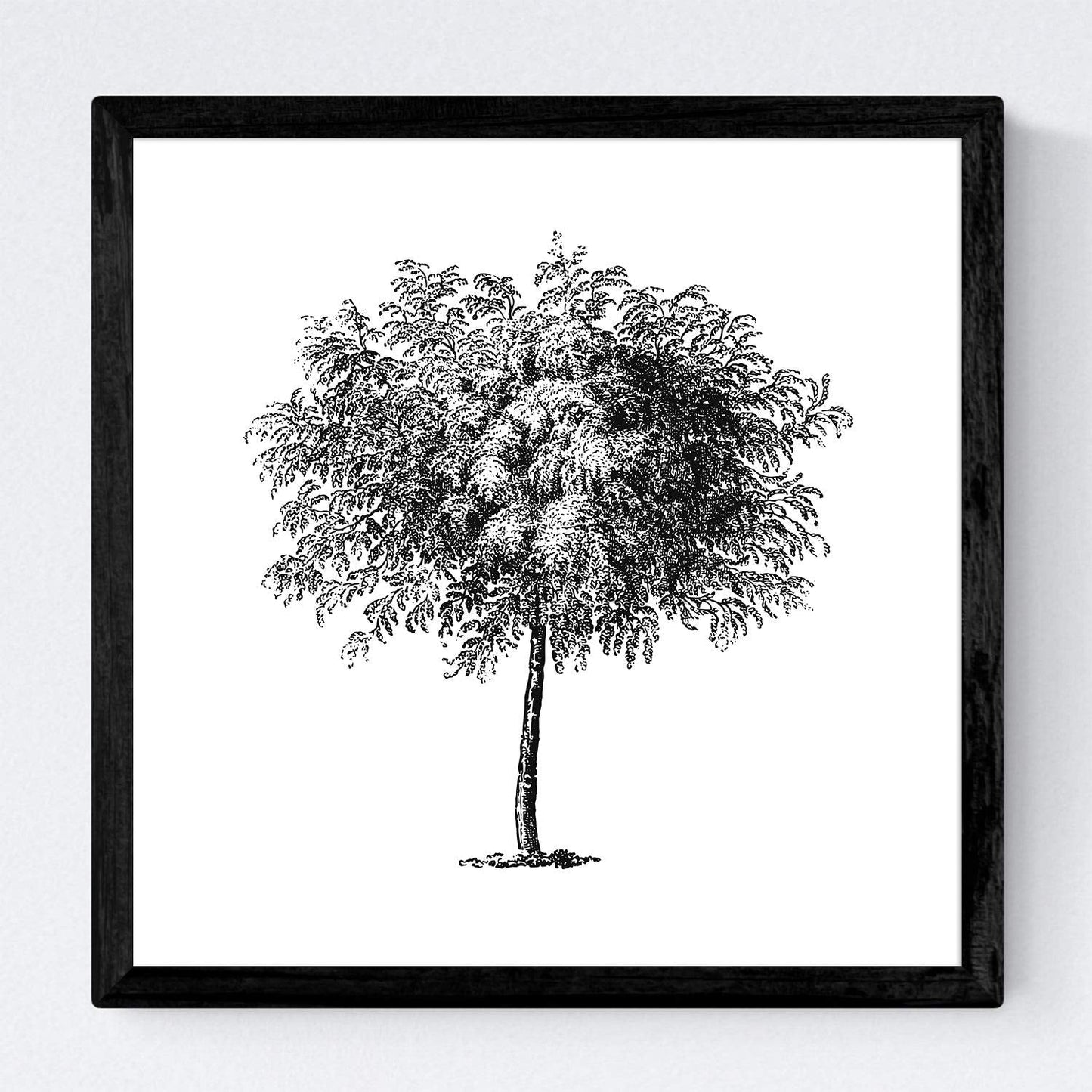 Set de cuatro láminas de arboles. Arboles hojas diferentes en cm, fondo blanco.-Artwork-Nacnic-Nacnic Estudio SL