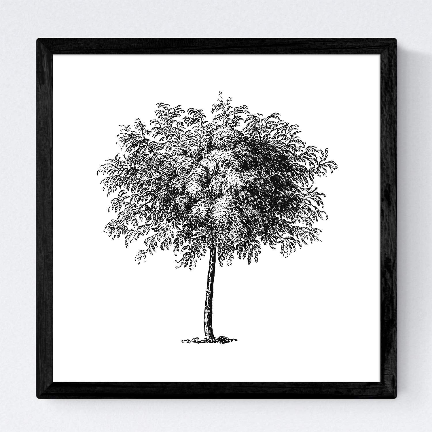 Set de cuatro láminas de arboles. Arboles hojas diferentes en cm, fondo blanco.-Artwork-Nacnic-Nacnic Estudio SL