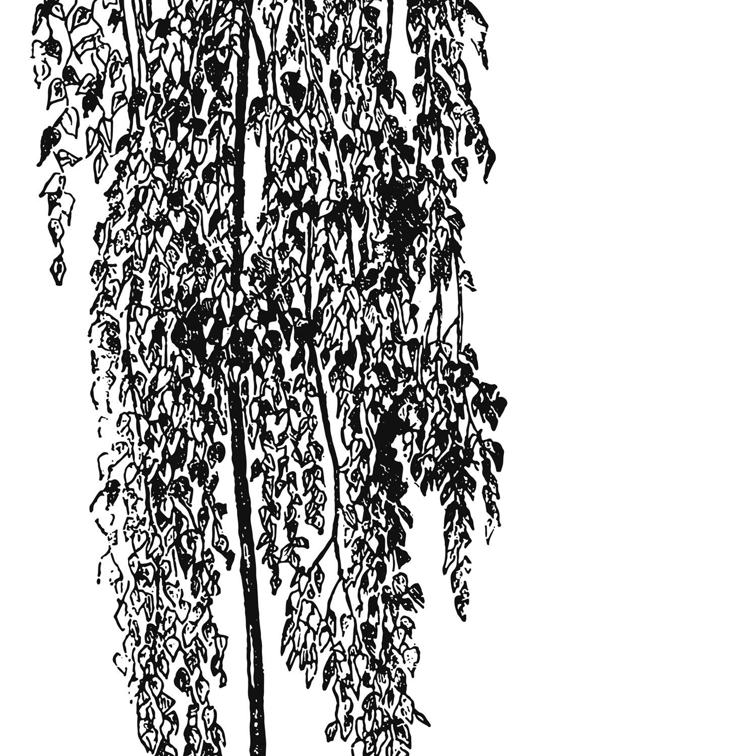 Set de cuatro láminas de arboles. Arboles hojas diferentes en cm, fondo blanco.-Artwork-Nacnic-Nacnic Estudio SL