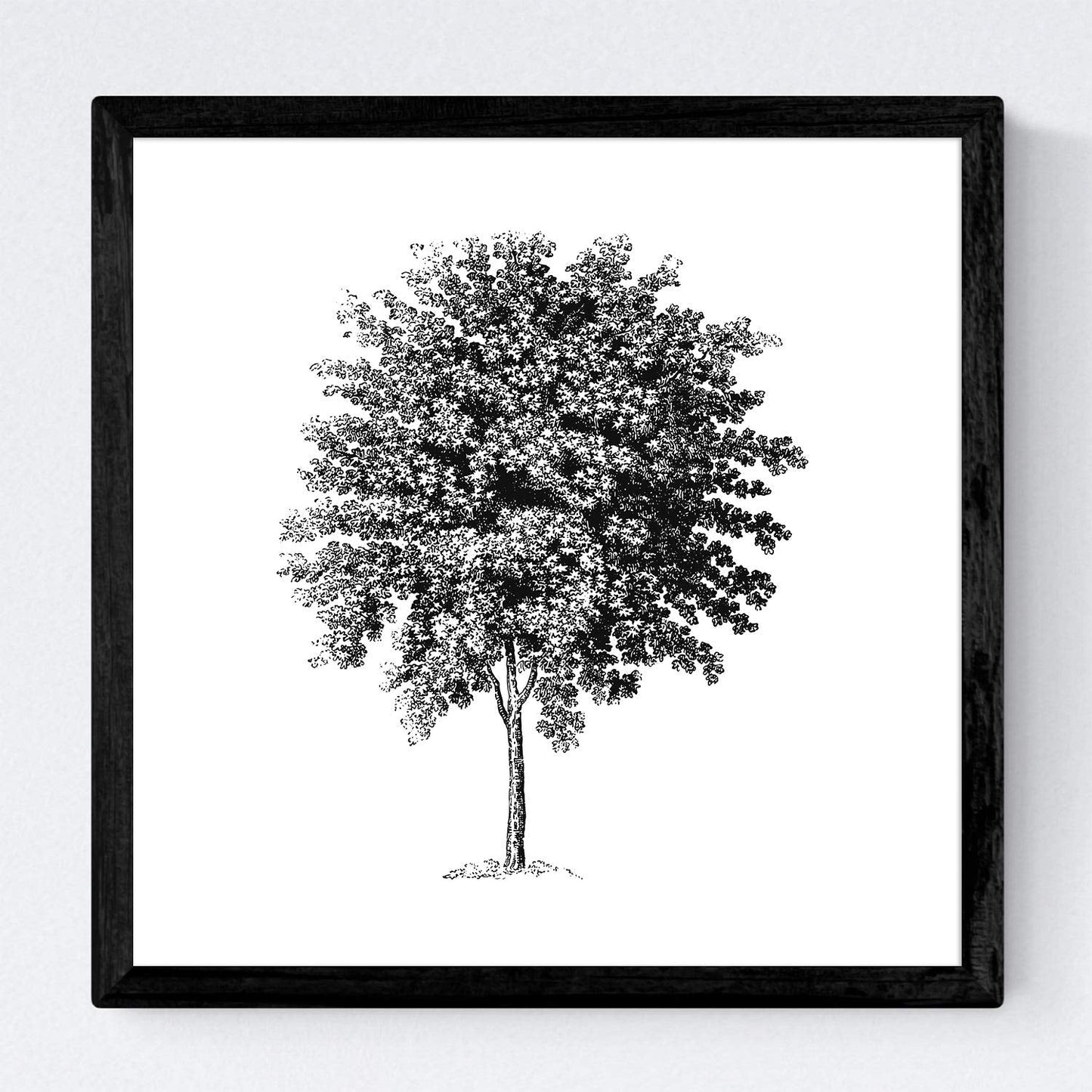 Set de cuatro láminas de arboles. Arboles medianos tronco fino en cm, fondo blanco.-Artwork-Nacnic-Nacnic Estudio SL