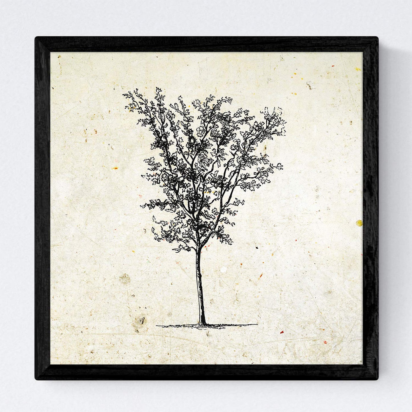 Set de cuatro láminas de arboles. Arboles medianos tronco fino en cm, fondo papel antiguo vintage .-Artwork-Nacnic-Nacnic Estudio SL